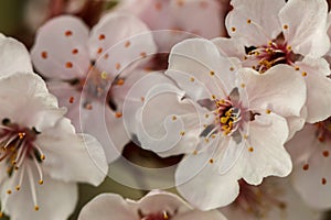 Flowering plum blossoms