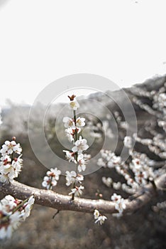 Flowering plum branch