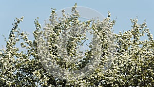 flowering plum branches