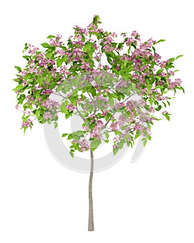 Flowering plum tree isolated on white