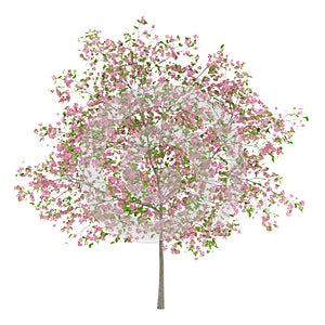 Flowering plum tree isolated on white