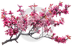 Flowering plum tree with vibrant purple leaves, isolated on white background for clear dicut PNG format