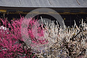 Flowering plum trees and old shrine, Kyoto Japan