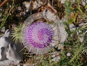 A flowering plume thistle in Croatia