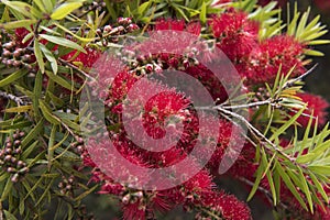 Flowering Pohutukawa