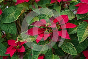 Flowering poinsettia plants planted in a garden.