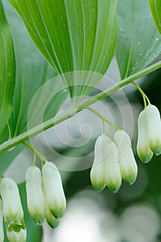 Flowering Polygonatum Multiflorum Close-up