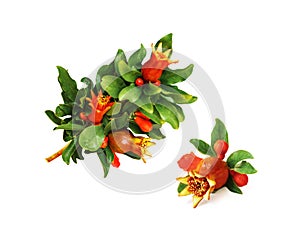 Flowering pomegranate branch with unripe growing fruits, flowers and leaves isolated on white background.