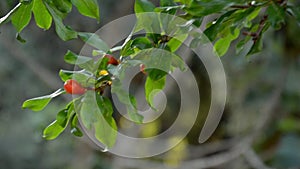 Flowering pomegranate tree branch with red fruit ovary