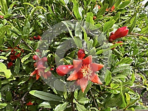 Flowering pomegranate tree (Punica granatum) in the spring photo