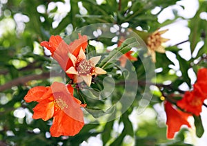 Flowering pomegranate tree in the spring