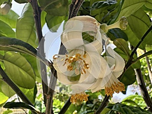 Flowering pomelo tree (lat.- Citrus maxima
