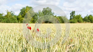 Flowering poppy in a field with malting barley in summer