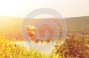 Flowering poppy in the green grass in evening yellow warm sun li