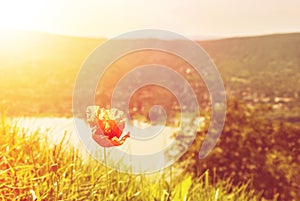 Flowering poppy in the green grass in evening yellow warm sun li