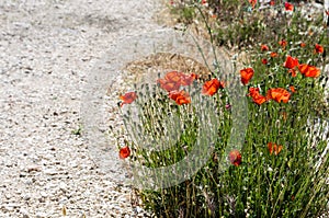 Flowering poppy plants beside a gravel road