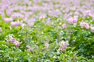 A flowering potato field. Focus in the foreground