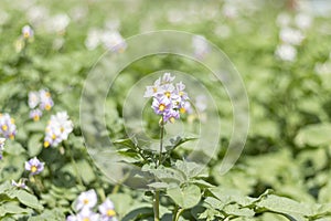 Flowering potato field. Potato plants with undamaged leaves. Plants without pests. photo