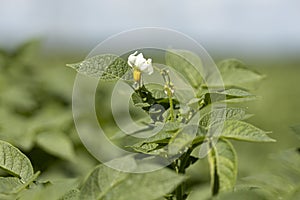 Flowering potato plant in farmland field