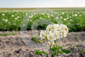 Flowering potato plant grows next to the field