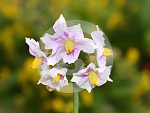 Flowering potato plant Solanum tuberosum