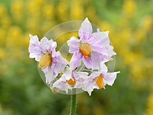 Flowering potato plant Solanum tuberosum