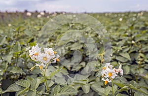 Flowering potato plants on the edge of a field