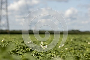 Flowering potato plants in farmland field