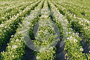 Flowering potato plants solanum tuberosum growing in a field