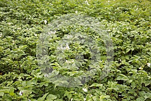 Flowering potato plants in a vegetable garden.