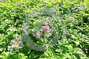 Flowering potato. Potato flowers blossom in sunlight grow in plant. White blooming potato flower on farm field. Close up
