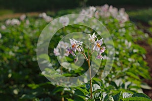 Flowering potatoes on the field