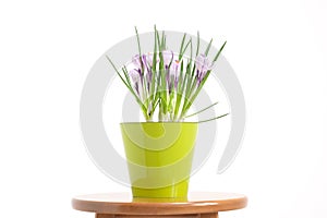 A flowering potted crocus plant in a green pot on a white background.