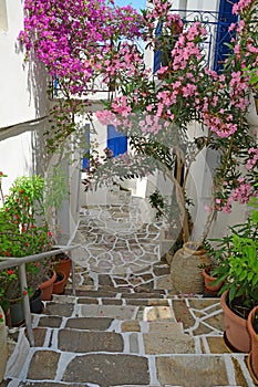 Flowering Potted Plants in Greek Village
