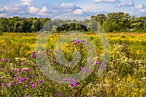 Flowering prairie at Middlefork Savanna, Lake County, Illinois, USA