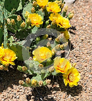 Flowering Prickly Pear Cactus (Opuntia) - Bright Yellow Desert Flowers