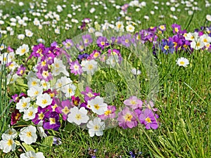 Flowering primrose in a close up