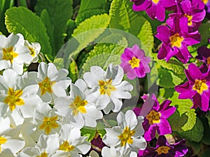 Flowering primrose in a close up