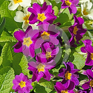Flowering primroses, primula