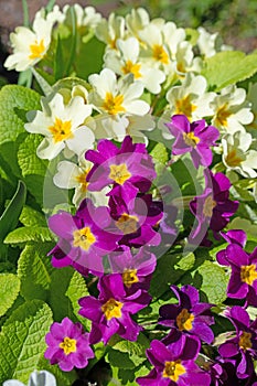 Flowering primroses, primula, in spring