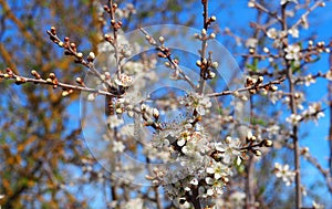 flowering process of an almond tree, camarasa, spain, europe