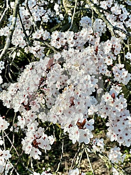 Flowering prunus accolade cherry tree.