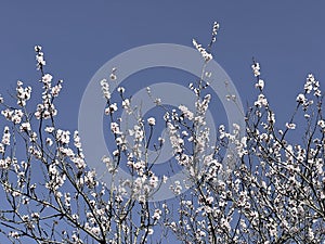 Flowering prunus accolade cherry tree.