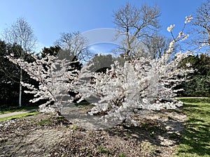 Flowering prunus accolade cherry trees.