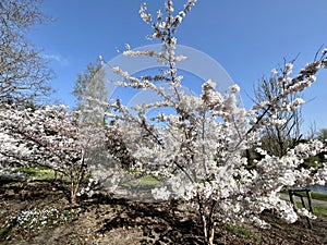 Flowering prunus accolade cherry trees.