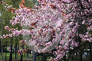 Flowering prunus pissardii in spring park