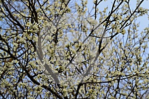 Flowering pulm tree
