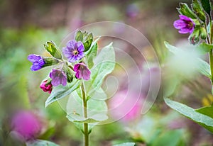 Flowering Pulmonaria officinalis also known as lungwort photo
