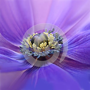 Flowering purple anemone photo