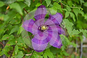 Flowering purple Clematis